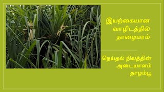 இயற்கையான வாழிடத்தில் தாழைமரம் I Thazhai Maram in its native habitat I நெய்தல் நில அடையாளம் தாழம்பூ [upl. by Aihsekan]