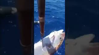 Landed amberjack ilovefishing patarbolinao jigging [upl. by Spanos]