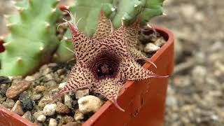 Huernia stapelioides Schlechter [upl. by Homerus]