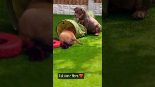 The cutest bulldog puppies ever 😭 oldeenglishbulldogge bulldog puppy [upl. by Alberik]