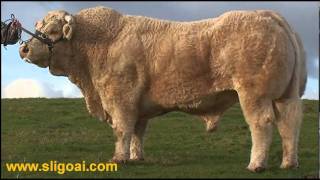 Charolais Bull Cresus at Sligo AI wwwsligoaicomwmv [upl. by Kursh]