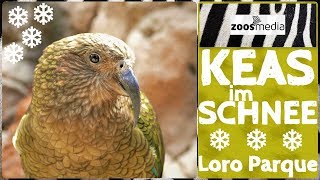 LORO PARQUE KEAS im SCHNEE ❄ Enrichment amp Papageienkongress  zoosmedia [upl. by Ahsemaj6]