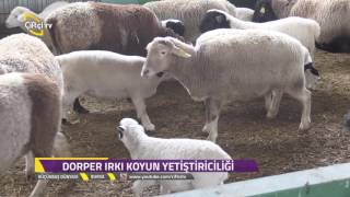 Küçükbaş DünyasıDorper Irkı Koyun NedirNasıl Yetiştirilir [upl. by Thea]