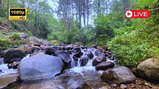 Serene River Sounds amp Stunning Nature Views  3 Hours of Peaceful ASMR for Stress Relief [upl. by Ardnaiek]