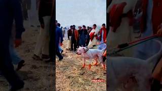 pakistani bully gultair dog fight video pakistani bully dog attack shorts dog pitbullvlogtv [upl. by Asital]