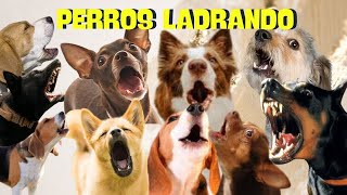 PERROS ladrando FUERTE para molestar a tu perro o Gato HD [upl. by Ydnat]