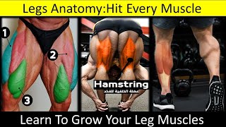 Legs AnatomyQuadriceps MusclesHamstring MusclesCalves MusclesUrduHindiFitness Warrior [upl. by Murielle]