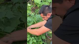 Comment planter des oignons blanc au potager  potager jardin oignons plantation [upl. by Olney855]