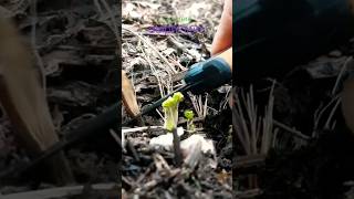 Cut Here Delphinium spring pruning [upl. by Wolfie]