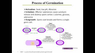 Sporulation Germination and modes of reproduction [upl. by Nevah]