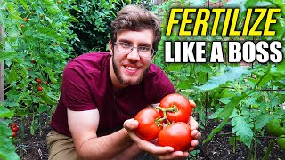 How to Fertilize Tomato Plants for a Dream Harvest [upl. by Adnarram599]