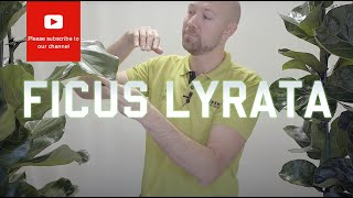 All you need to know about Ficus Lyrata  Fiddle Leaf Fig [upl. by Eseerehs]