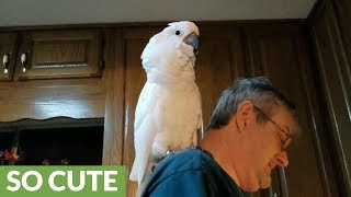 Cockatoo serenades owner by singing I love you [upl. by Damita213]