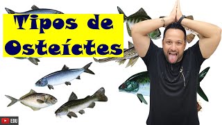 Tipos de Osteíctes  Sarcopterygii e Actinopterygii  Características gerais e Exemplos  Peixes [upl. by Tarah]