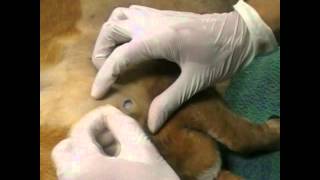 Bone marrow aspiration in dog or cat MILA [upl. by Topping]