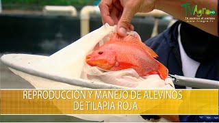 Reproduccion y Manejo de Alevinos de Tilapia Roja  TvAgro por Juan Gonzalo Angel Restrepo [upl. by Damon]