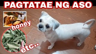 PAGTATAE NG ASO NG BASA O MALABNAW  GAMOT SA PAGDUMI NG PUPPY [upl. by Kano525]