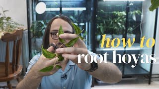 A guide on how to root Hoya cuttings [upl. by Shelagh]