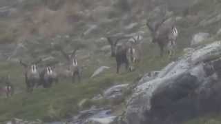 IBER HUNTS MARK HUNTING A GOLD MEDAL IBEX IN GREDOS [upl. by Nnailuj]