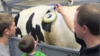 Fertis the Fistulated Steer Revealing the Rumen at Open House [upl. by Ethel]