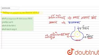 कैलिप्ट्रा Calyptra का विकास होता है  12  वनस्पति जगत मेटाफाइट  BIOLOGY  ERRORLESS HINDI [upl. by Woodruff]