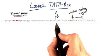 Lactase TATA Box  Tales from the Genome [upl. by Timrek82]