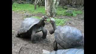 Galapagos Tortoise Fight [upl. by Assirroc431]