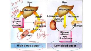 How Insulin and Glucagon Work [upl. by Bred733]