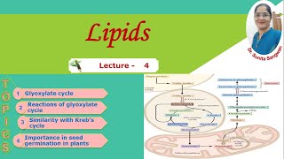 Glyoxylate cycle [upl. by Jollenta815]