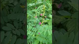 Tephrosia purpurea Fabaceae family nature forestflower trending forest garden forests flora [upl. by Enelad]