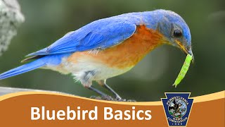 Bluebird Basics amp Cavity Nest Boxes [upl. by Hsoj67]