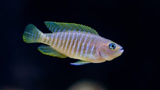 How To set up a Lake Tanganyika African Cichlid Aquarium 🐠 Shell Dwellers 🐠 Cyprichromis [upl. by Nimref301]