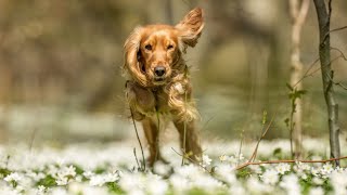 How to Stop Excessive Barking in Cocker Spaniels [upl. by Terag]