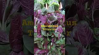 Amaranthus Tricolor Spinach or Kalkalunay in Ilocano [upl. by Rabush]