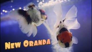 Buying Goldfish Oranda [upl. by Atsyrt]