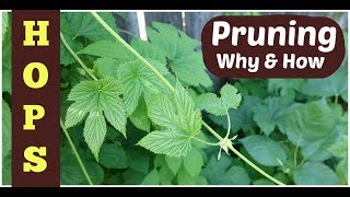 Pruning Hops 3 Reasons  Howto Tips [upl. by Joelie629]