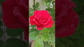 Beautiful Rose Flower Fresh Morning WhatsApp Status VideoYtshortsvideo shortstrending [upl. by Ahsuatan181]