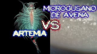 Artemia vs microgusano de avena ¿Cuál es mejor alimento [upl. by Kong]