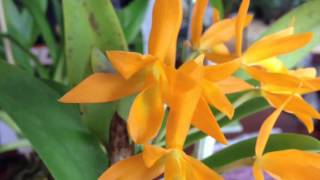 Orchid care Phalaenopsis alternative Cattleya Aurantiaca Orchid [upl. by Gnol]