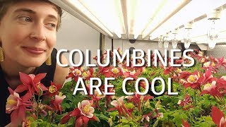 Growing Columbine with Confidence How to Grow and Care for Columbine [upl. by Eimrej]