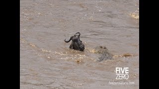 Wildbeest gets head crushed by huge croc with audio [upl. by Nylyahs992]