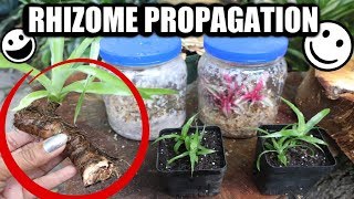 Rhizome Propagation amp Bromeliad Care  Pot amp Grow  Tips amp Tricks [upl. by Nimzaj418]