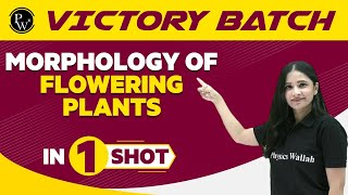 Morphology Of Flowering Plants in One Shot  NEETClass 11th Boards  Victory Batch [upl. by Jenks]