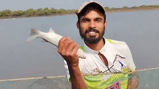 માંડવાની અંબારી  માંગણ  BACK TO BACK MULLET FISHING VIDEO [upl. by Ybok716]