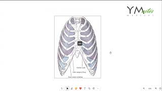 Tracheobronchial tree and Pleura RES اناتومي [upl. by Emmery]