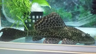 What to feed Pleco fish Do Plecos need to be fed [upl. by Roselani488]