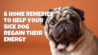 6 Natural Home Remedies to Help Your Lethargic Dog Regain Their Energy [upl. by Rialcnis]