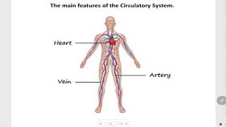 The Circulatory System In Human Body  Primary School Science [upl. by Nylrahc]