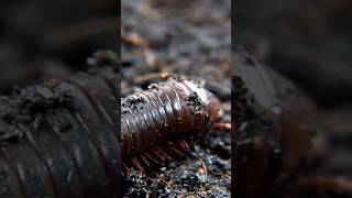 Millipedes Closer To Lobsters And Crabs [upl. by Dupre916]