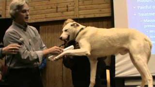 Sled dog examination sore wrist by Tim Hunt [upl. by Eugaet]